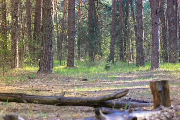 Pinhos Floresta Caminho Passeio Nos Bosques Primavera Livre — Fotografia de Stock