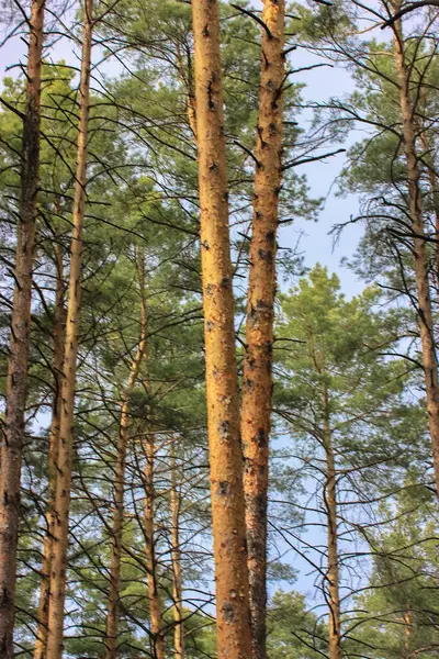 Сосни Лісі Стежка Прогулянка Весняному Лісі Під Відкритим Небом — стокове фото