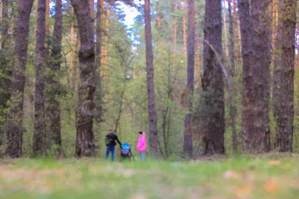 Uma Jovem Família Com Bebê Bonde Passeando Longo Caminho Floresta — Fotografia de Stock