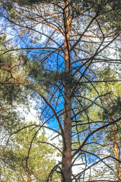 Pinhos Floresta Caminho Passeio Nos Bosques Primavera Livre — Fotografia de Stock