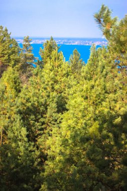 Nehir kıyısındaki yeşil çamlar ve deniz manzarası: Yazın deniz kenarında dinlenme, Ukrayna 'nın doğası