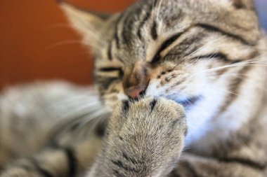 Komik çizgili kedi gülüyor ve ağzı ayakla örtüyor..