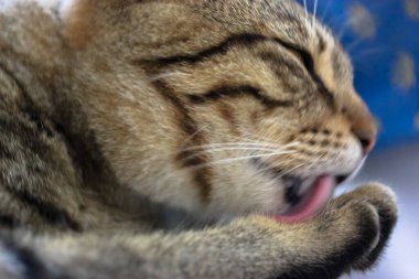 Güzel, komik, çizgili bir kedi pençesini yalıyor. Kedi temiz bir vücut. Kedi yalıyor..