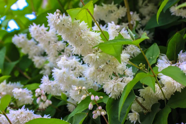 Beautiful Flowering Tree White Small Flowers Spring — Stock Photo, Image