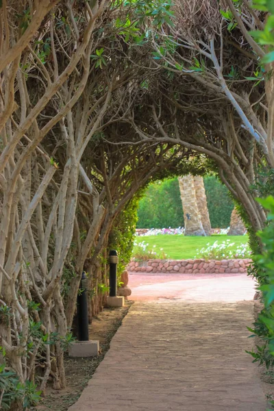 Túnel Plantas Mimbre Camino —  Fotos de Stock