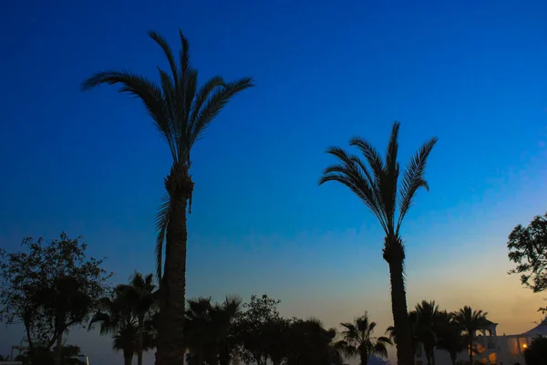 Contrast palms at sunset in the evening, seaside holidays in the summer evening