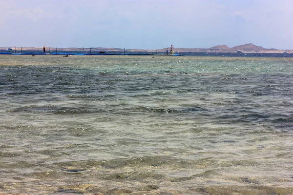 Emerald blue clear clear water and a view of the horizon, in the foreground black stones and green algae: vacation on the Red Sea coast in summer.