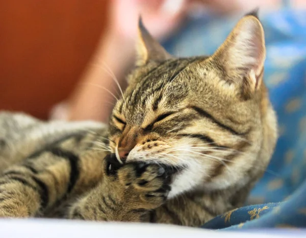 Lindo Gato Listrado Engraçado Lambendo Sua Pata Corpo Limpo Gato — Fotografia de Stock