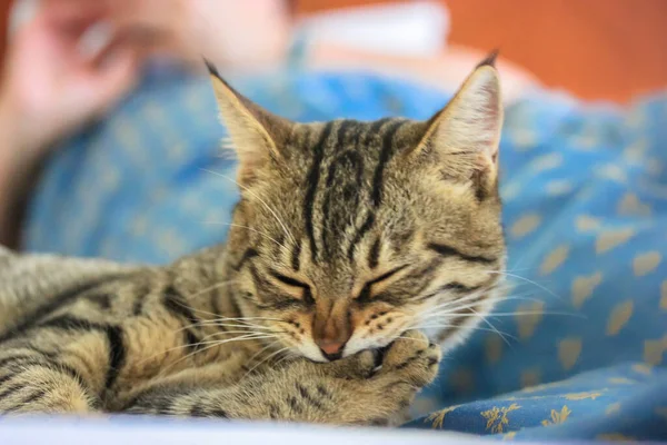 Lindo Gato Listrado Engraçado Lambendo Sua Pata Corpo Limpo Gato — Fotografia de Stock