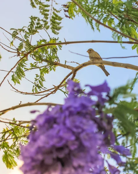 Een Kleine Vogel Paarse Boom Van Jacquaranda Violette Boom — Stockfoto