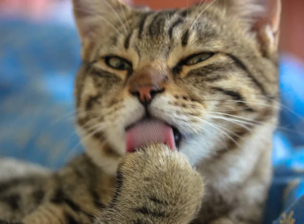 一只漂亮有趣的可爱的条纹猫在舔他的爪子 这只猫的身体很干净 这只猫舔 — 图库照片