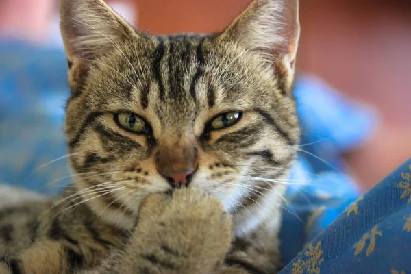 Komik Çizgili Kedi Gülüyor Ağzı Ayakla Örtüyor — Stok fotoğraf