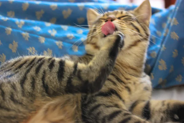 Lindo Gato Listrado Engraçado Lambendo Sua Pata Corpo Limpo Gato — Fotografia de Stock