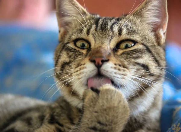 Lindo Gato Listrado Engraçado Lambendo Sua Pata Corpo Limpo Gato — Fotografia de Stock