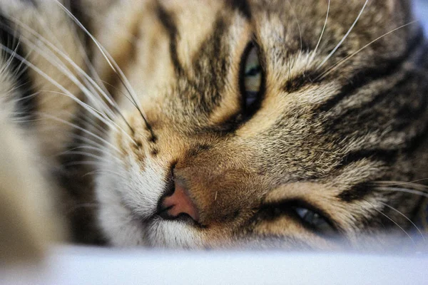 Gato Sonhador Gato Viscoso Listrado Satisfeito Jaz Sofá — Fotografia de Stock