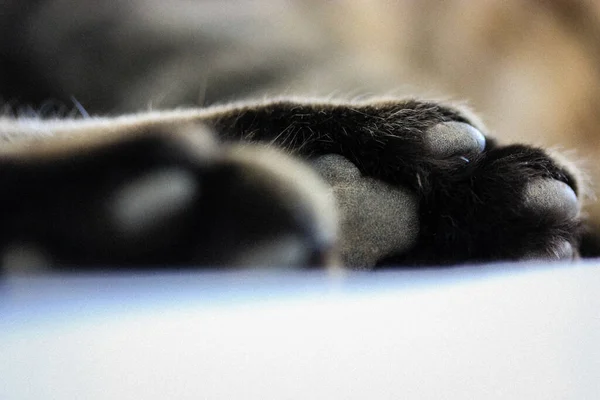 眠っている猫の足の枕 家の快適さとペット — ストック写真