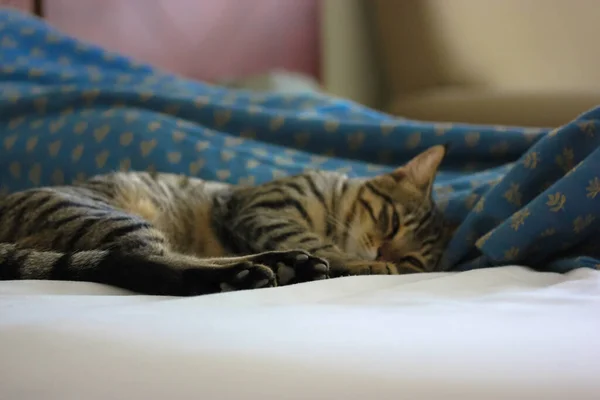 Rüya Gibi Kedi Çizgili Yapışkan Bir Kedi Kanepede Yatıyor — Stok fotoğraf