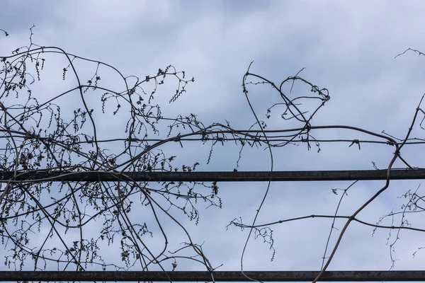 Μεταλλικό Συρματόπλεγμα Φόντο Γαλάζιου Ουρανού Φυλάκιση Και Δουλεία — Φωτογραφία Αρχείου