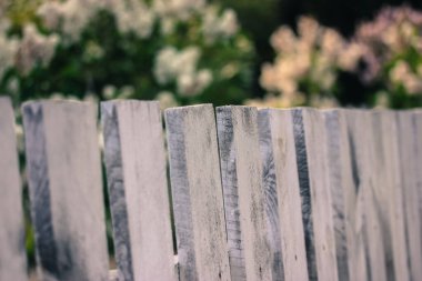 Beyaz ahşap çitler bir bahçenin arka planında ve yazın filizlenen çalılar, tatilde bir kır evinde hayat..