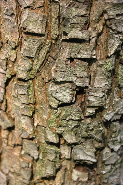 Casca Árvore Marrom Close Fundos Texturas — Fotografia de Stock