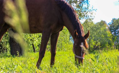 Kahverengi bir at otların üzerinde duruyor ve otları yiyor.