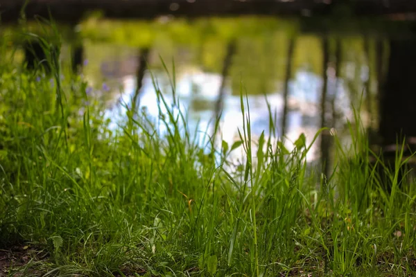 Teich im Wald im Sommer: Gras gegen einen See und Baumreflexe im Wasser — Stockfoto