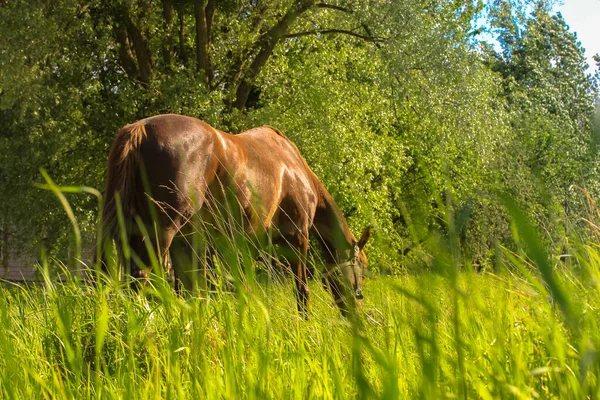 Hnědý kůň na poli, pojídající trávu v létě, vesnický život — Stock fotografie