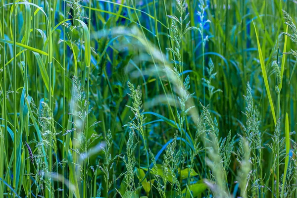 Saftiges grünes Gras auf dem Feld im Frühling oder Sommer: umweltfreundliches Terrain, unberührte Natur und Mangel an Menschen — Stockfoto