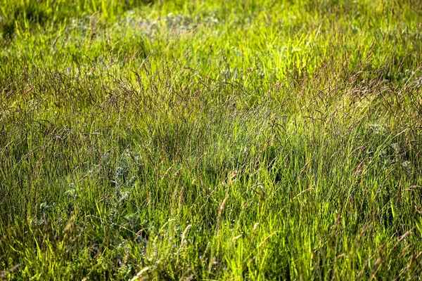 İlkbahar veya yaz aylarında tarlada sulu yeşil çimenler: çevre dostu arazi, el değmemiş doğa ve insan eksikliği