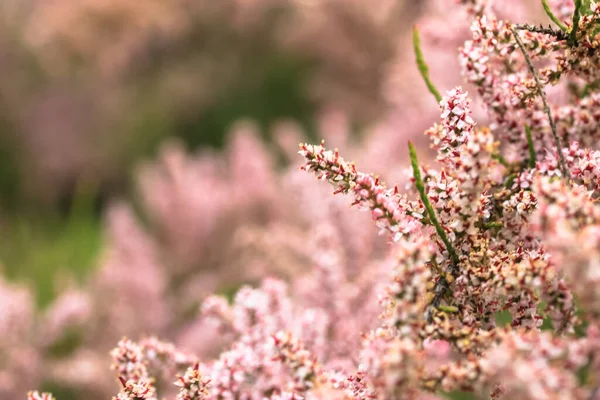 Kapalı Küçük Pembe Çiçekler Lkbaharda Çiçek Açan Ağaçlar — Stok fotoğraf