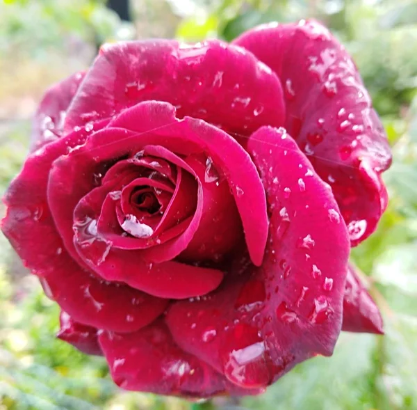 Κόκκινο Τριαντάφυλλο Σταγόνες Μετά Βροχή — Φωτογραφία Αρχείου