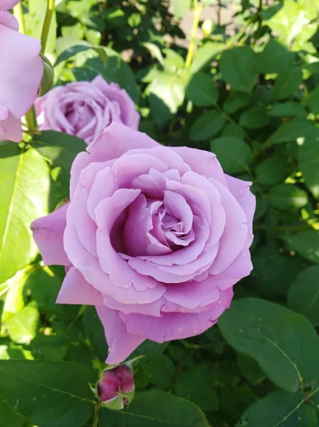 Delicadas Rosas Jardín Verano — Foto de Stock