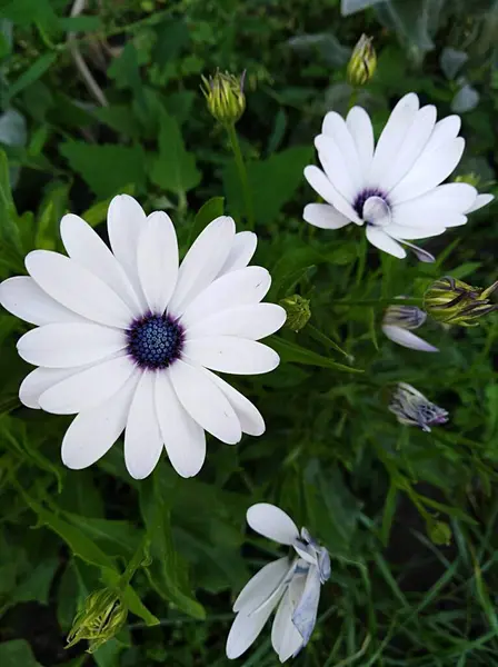 Delicadas Flores Brancas Fundo Folhas Verdes — Fotografia de Stock