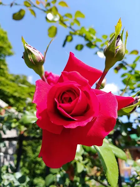 Rosa Roja Jardín Verano — Foto de Stock