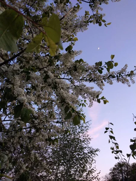 Wiśniowe Kwiaty Jest Bardzo Piękne — Zdjęcie stockowe