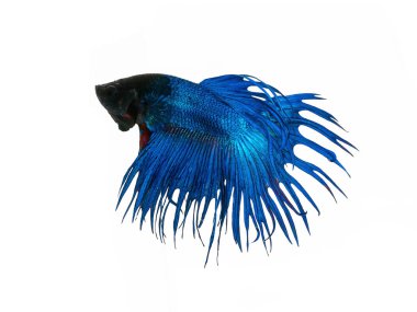 siam mavi halfmoon betta güzel hareketli anı yakalamak 