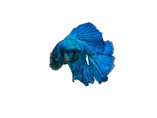 Capturar o momento comovente bonito de siam azul meia-lua betta — Fotografia de Stock