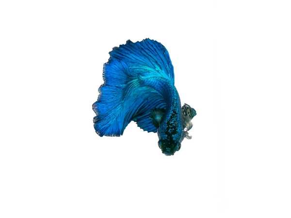 Capture the moving moment beautiful of siam blue halfmoon betta — Stock Photo, Image