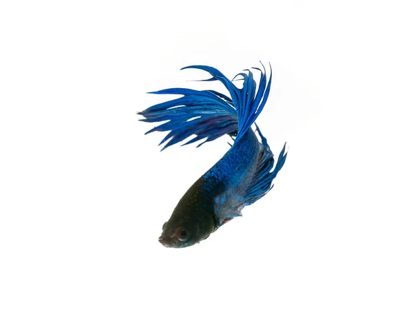 Capturar o momento comovente bonito de siam azul meia-lua betta — Fotografia de Stock