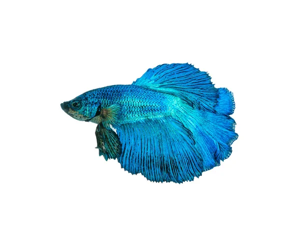 Capture the moving moment beautiful of siam blue halfmoon betta — Stock Photo, Image