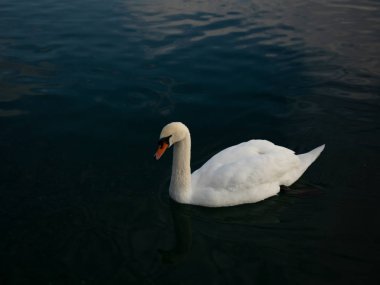 Kuğu rengi, mavi su yüzeyinde yüzüyor.. 