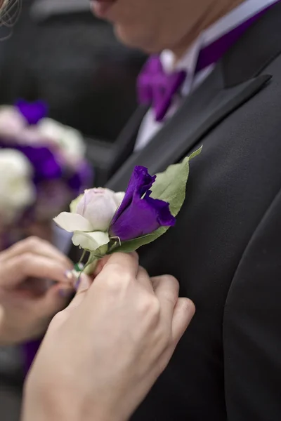 The bride's hands attach a violet boutonniere to the groom's jacket. — Stock Photo, Image
