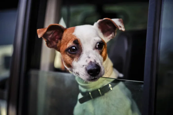 Крупним планом маленька собака дивиться у вікно автомобіля — стокове фото