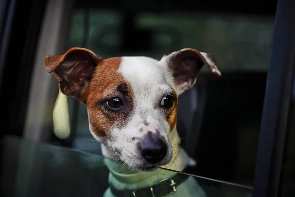 Крупним планом маленька собака дивиться у вікно автомобіля — стокове фото