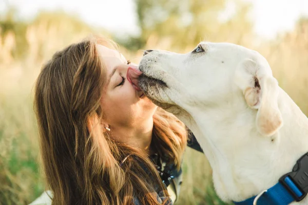 Beyaz bir labrador köpek güzel bir kızla çalış ve yüzünü yalıyor