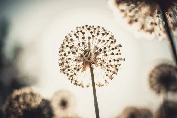 Almost ripe dandelion at the sky background — Stock Photo, Image