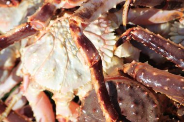 Makro vücut Kral Yengeç