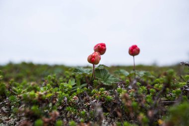 Duvar kağıdı yazı güneşli kuzey kutup dairesi manzaraları