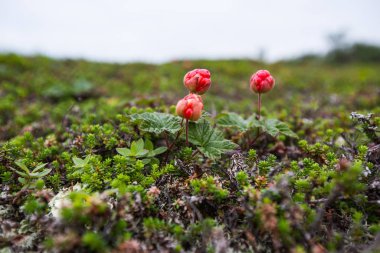 Duvar kağıdı yazı güneşli kuzey kutup dairesi manzaraları