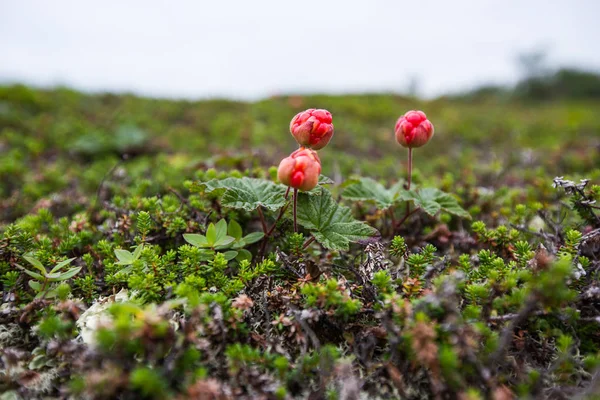 Duvar kağıdı yazı güneşli kuzey kutup dairesi manzaraları